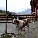 Xilino Horio
